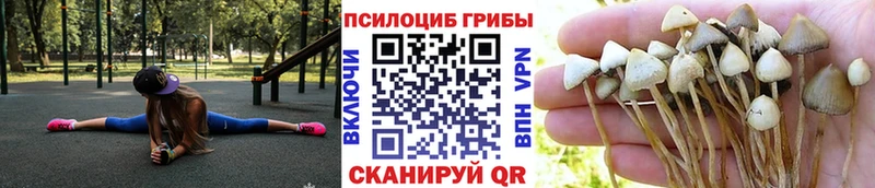 Купить  Сухой Лог  Галлюциногенные грибы прущие грибы 